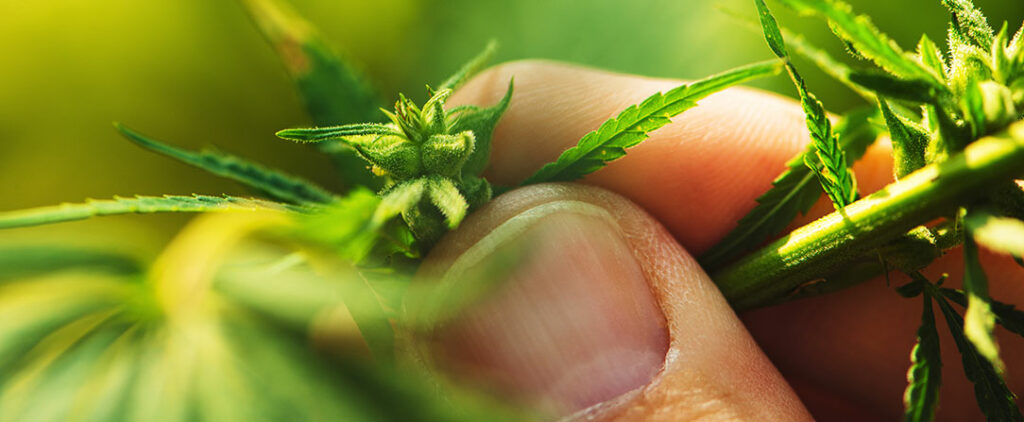 grow weed plant