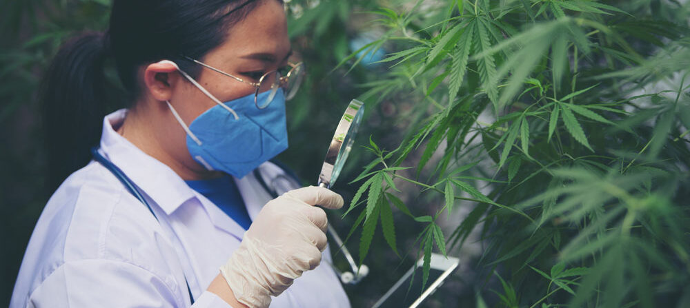 Scientist examining cannabis plant