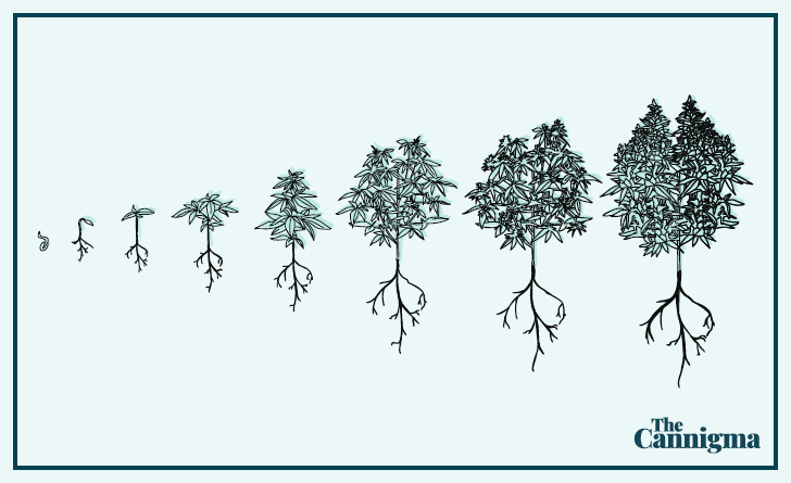 Cannabis-Cultivation-Graphic-Cannigma-1