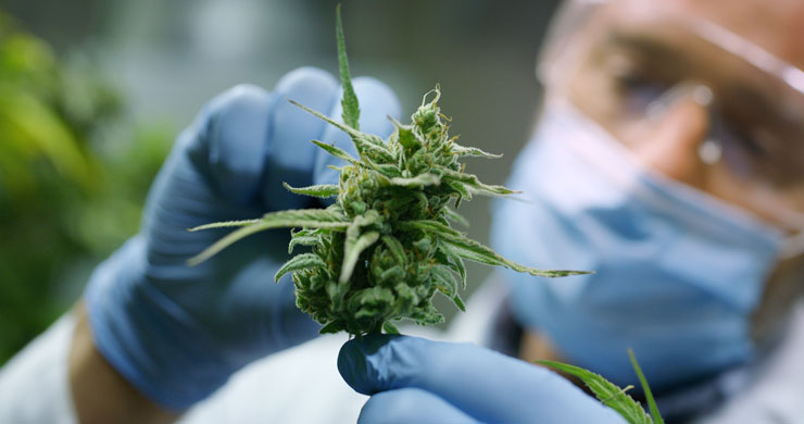 O mofo na cannabis aparece quando ela é exposta a calor e umidade.