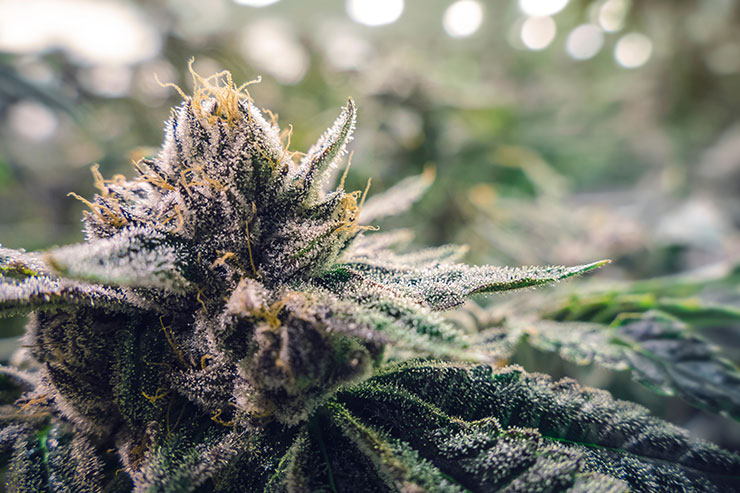 Tirar o mofo da cannabis é tarefa complicada: faça um esforço para evitar seu surgimento.