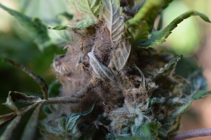 moldy-marijuana-bud-rot