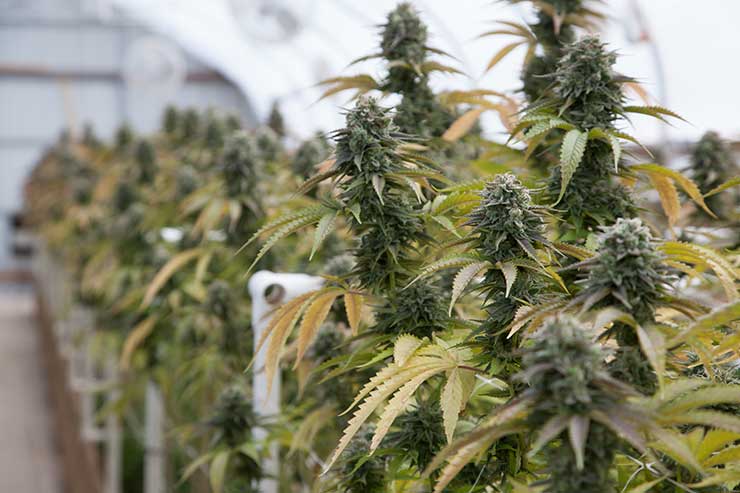 Cannabis plants growing