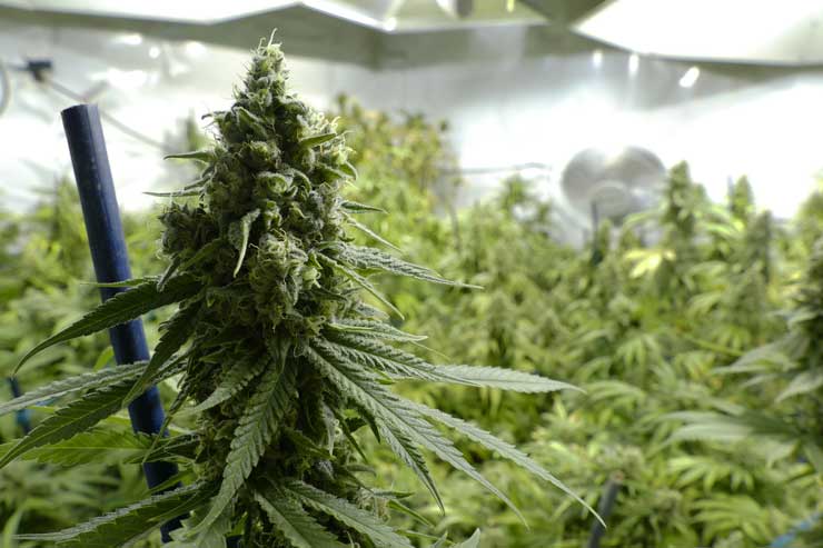 Growing cannabis
