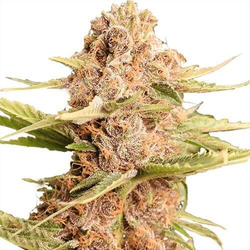 Girl Scout Cookies cannabis strain