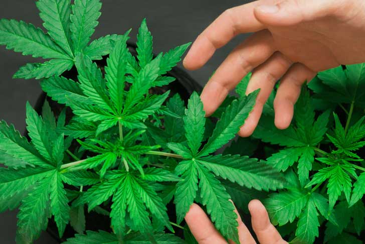 Cannabis plant leaves
