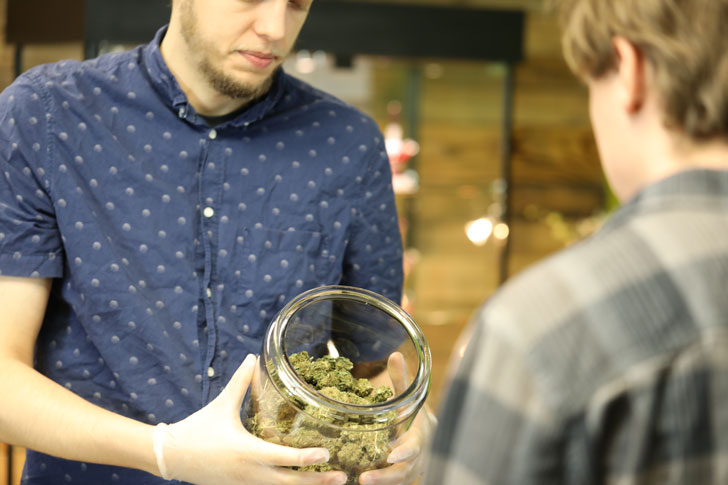 Looking at marijuana flowers in a dispensary