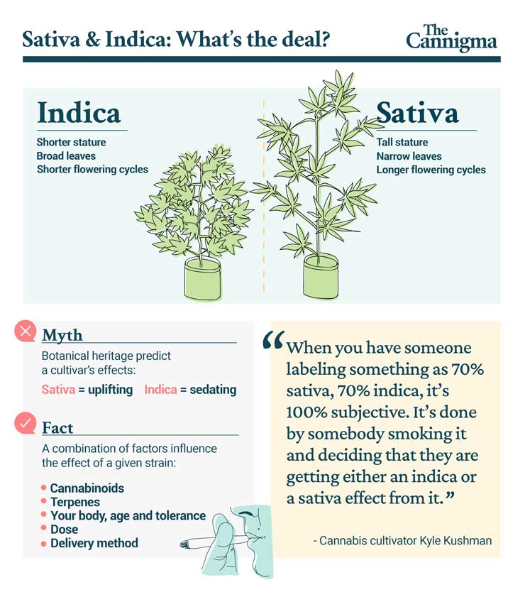 Indica vs Sativa: What's the Difference?