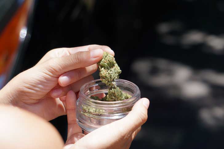 A worker in a cannabis greenhouse