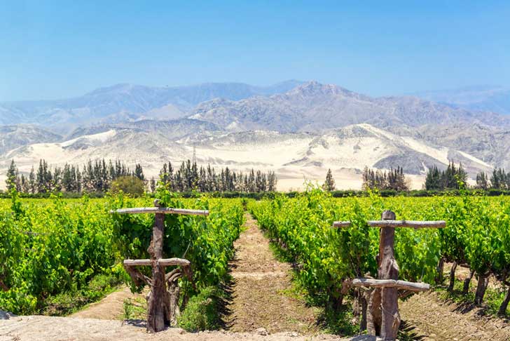 Agricultural fields in Ica, Peru