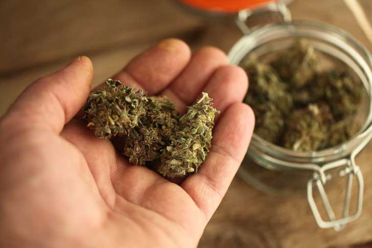 Holding a marijuana bud