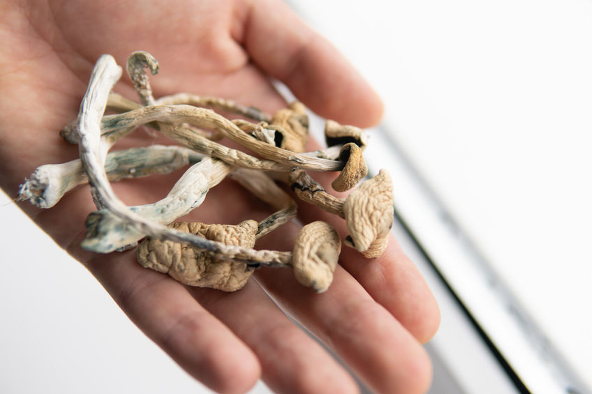 psilocybin mushrooms