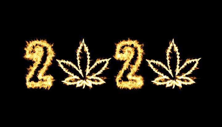 Cannabis 2020
