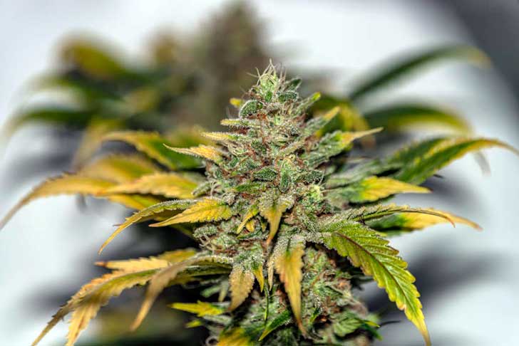 Afghan Kush 