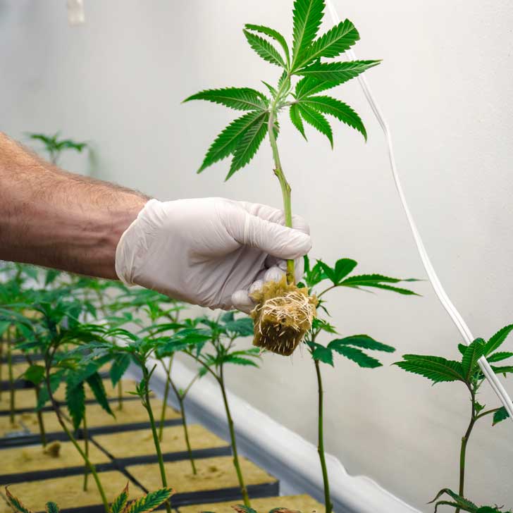 Clone de cannabis