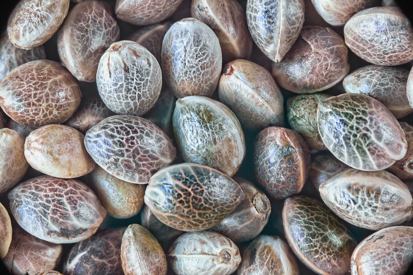 cannabis seeds