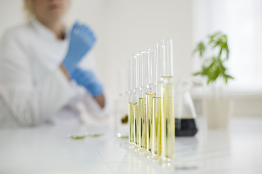 cientistas trabalham com extratos de cannabis