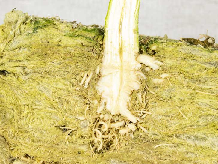 Clone de cannabis enraizando em lã de rocha