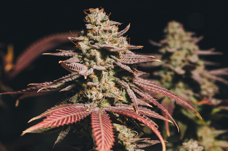 Close-up of a colorful cannabis flower