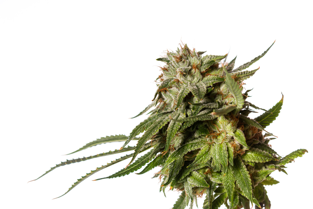 gorilla glue bud