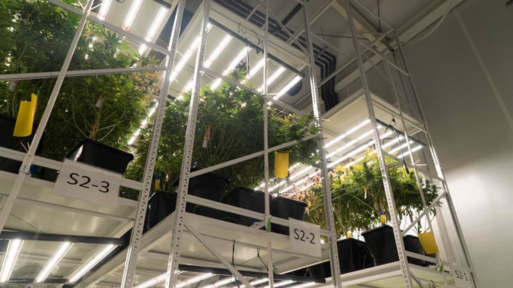 High intensity lights over cannabis plants at an indoor growing facility.