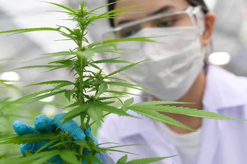 A grower examines a cannabis plant at an indoor facility
