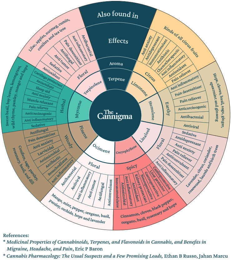 Chart showing the synergy between cannabinoids and terpenes