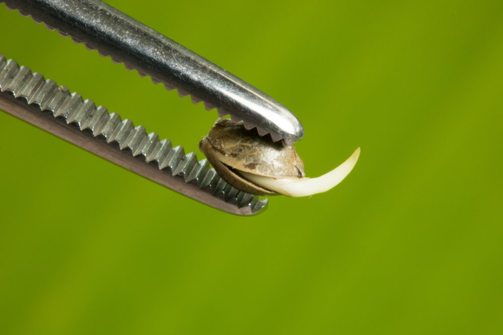 A germinating cannabis seed