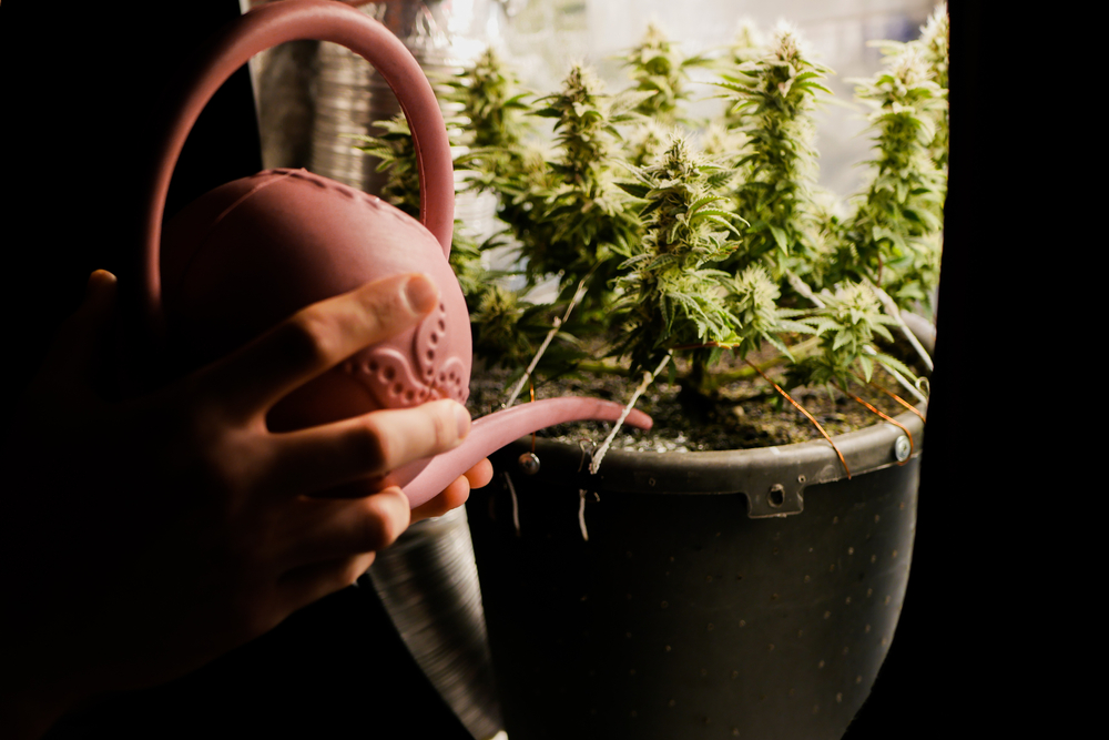 Watering a cannabis plant in an indoor grow tent