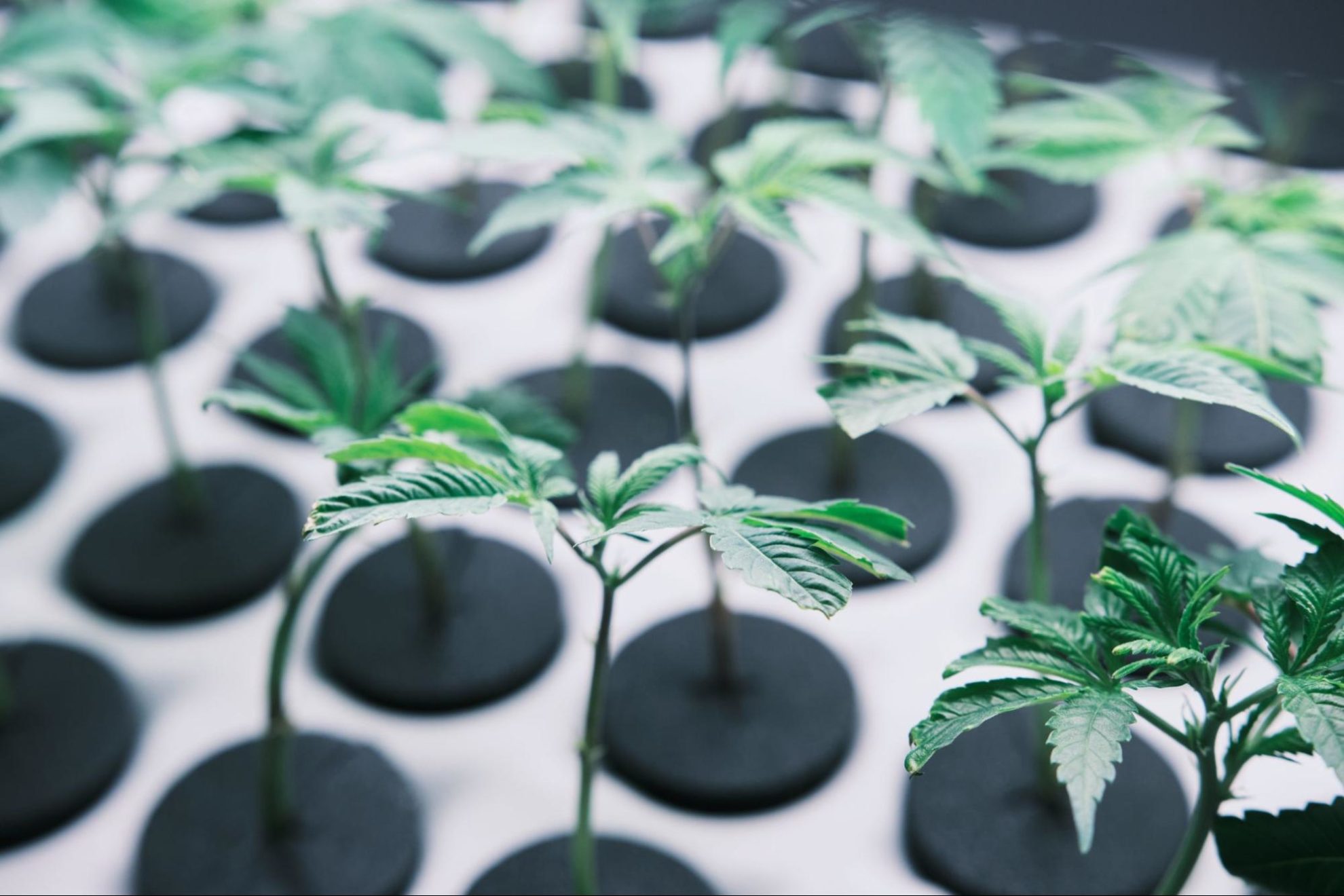 New plants at the Jushi Holding cultivation facility in Virginia