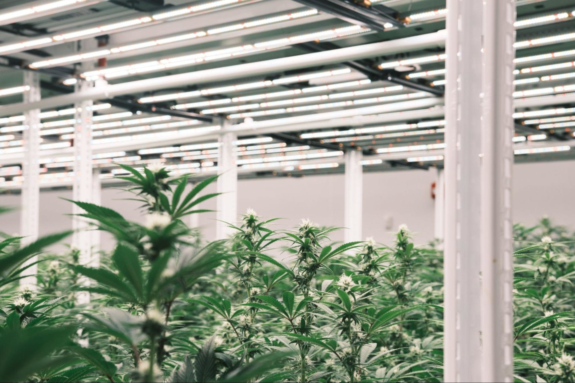 Jushi Holding cultivation facility in Virginia