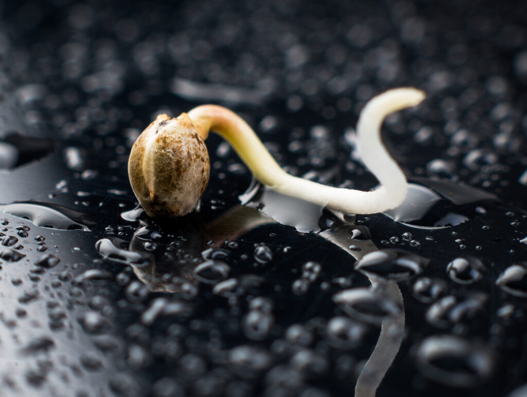 Cannabis seed sprouting a taproot, showing the importance of germination success in selecting seed banks.
