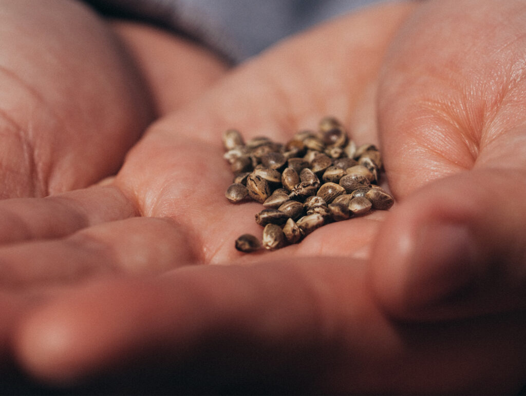 The right seed bank helps guarantee seed quality, stability, and accurate strain information.
