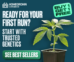 Homegrown Cannabis Co - Ready for your first run?