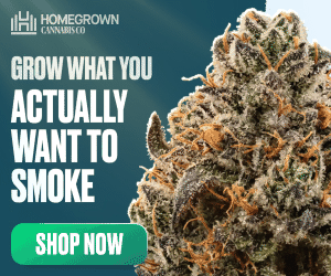 Homegrown Cannabis Co - Grow what you actually want to smoke